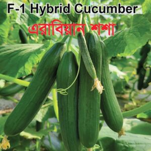 এরাবিয়ান শষা ১ প্যাকেট