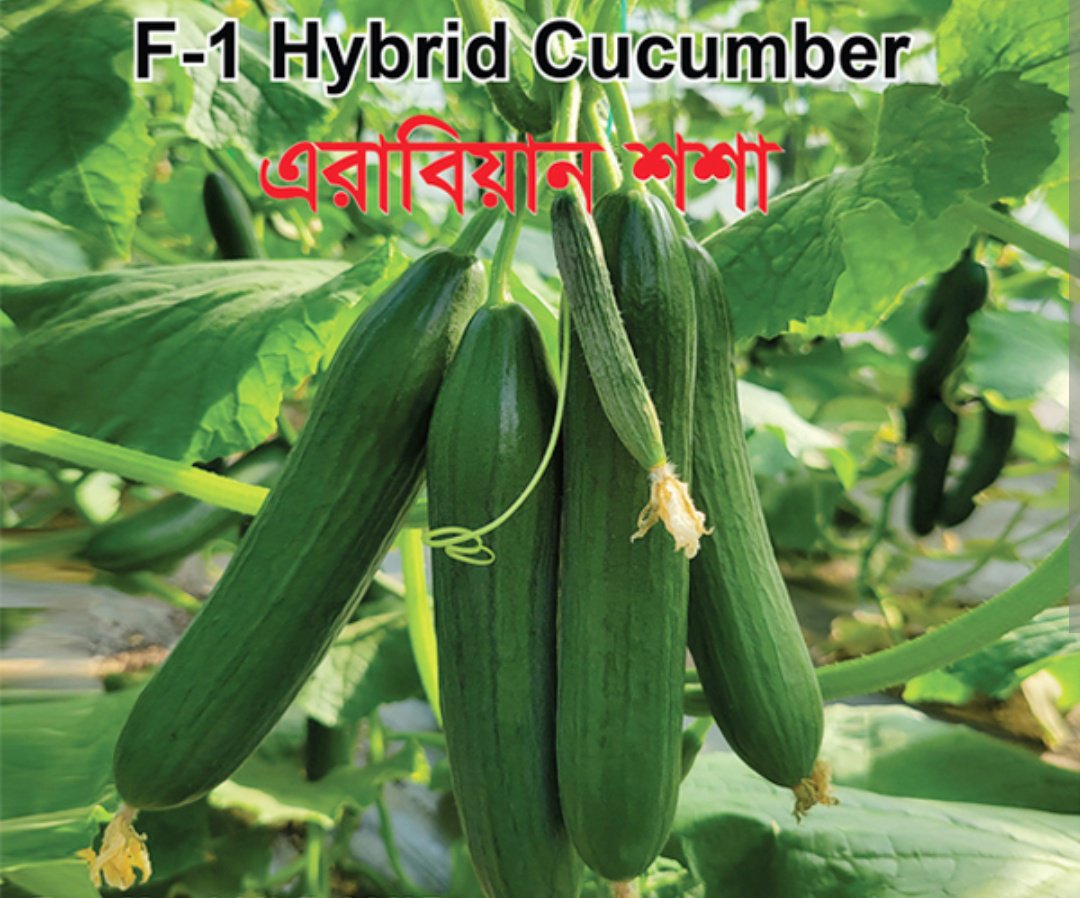 এরাবিয়ান শষা ১ প্যাকেট