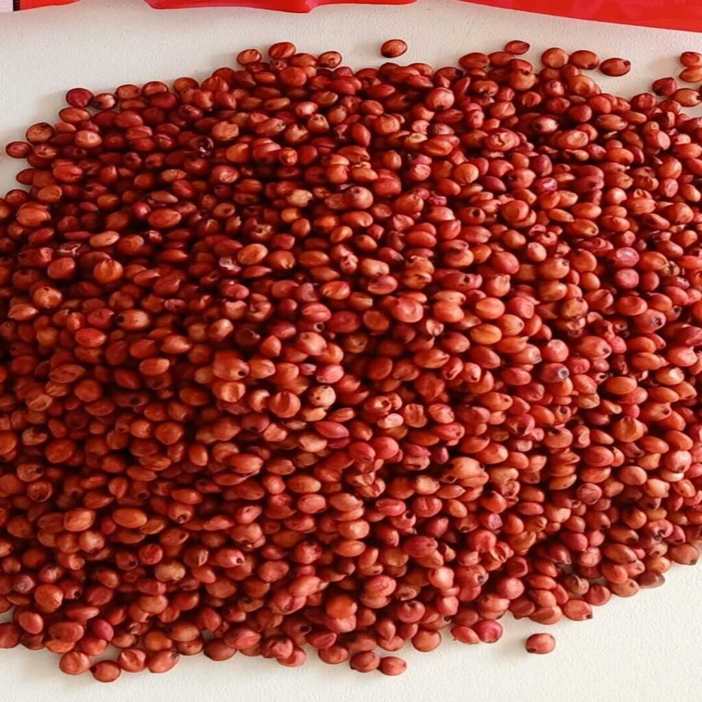গুয়েতেমালা ঘাস বীজ (লাল)